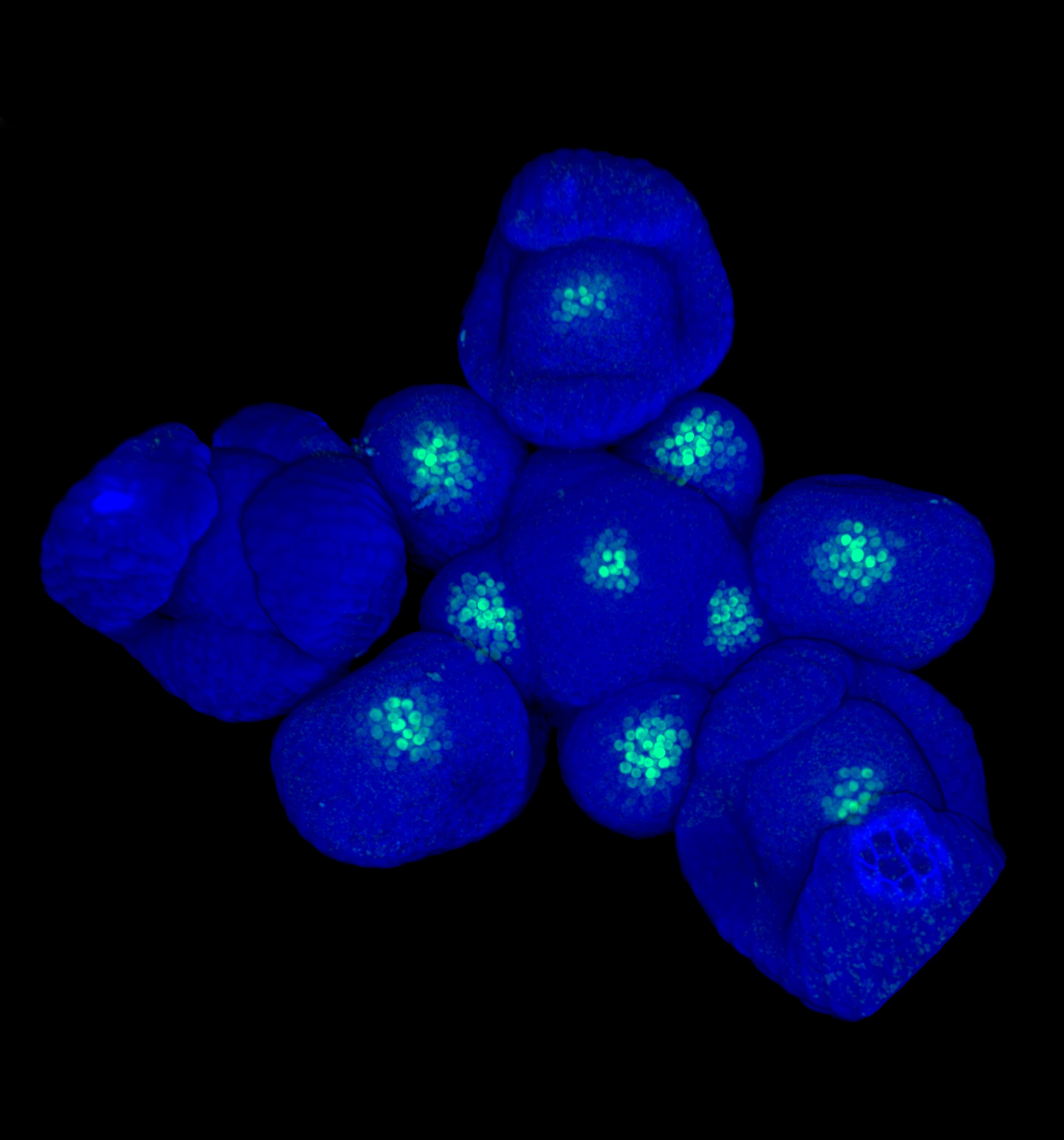 Arabidopsis shoot apical meristems with the CLV3 stem cell reporter in green.