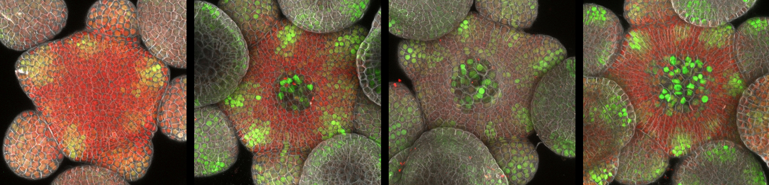 Confocal optical section through the Arabidopsis shoot apical meristem showing the auxin-response reporter DR5 marking new organ primordia.