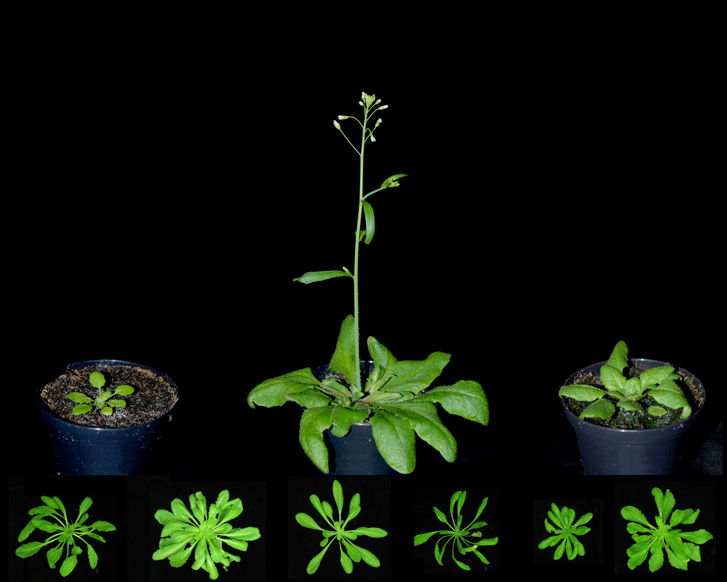 Top row: three genetically identical Arabidopsis thaliana plants grown under different conditions — short day 23 °C, long day 23 °C, long day 17 °C. Bottom row: rosettes of genetically diverse Arabidopsis accessions grown under identical conditions.