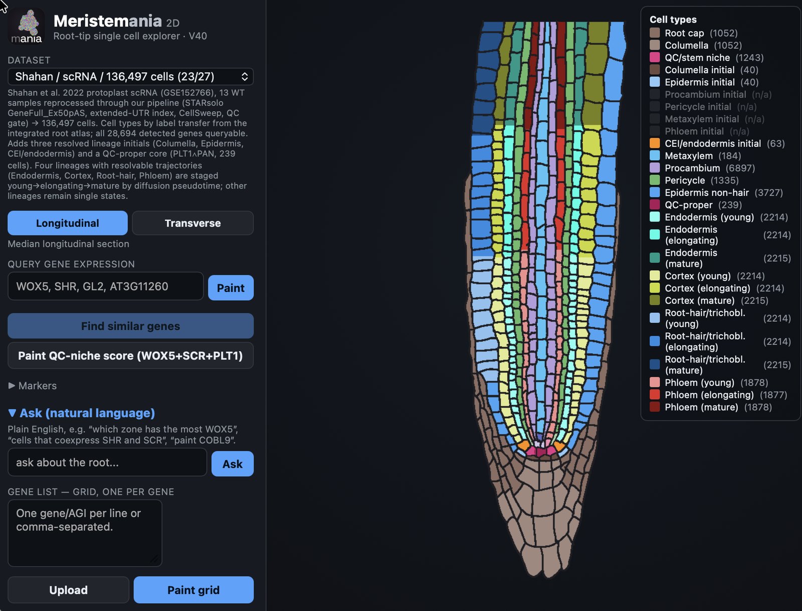 Screenshot of the 2D root-tip single-cell expression explorer: a longitudinal section of the Arabidopsis root tip with cells coloured by cell type, from root cap and columella through the QC and vascular tissues, with a cell-type legend.