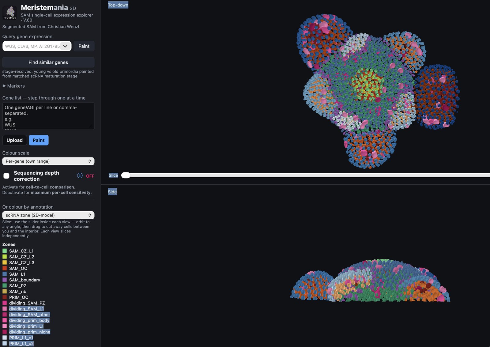 Screenshot of the 3D SAM single-cell expression explorer: a segmented Arabidopsis shoot apical meristem rendered in 3D with cells coloured by scRNA-defined zone, shown in top-down and side views.
