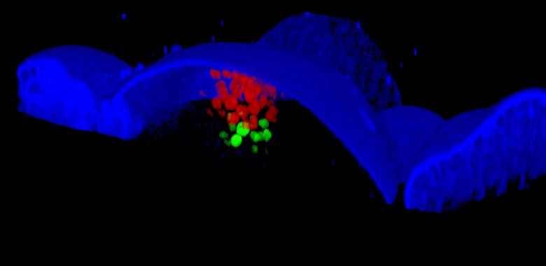 3D confocal rendering of an Arabidopsis shoot apical meristem with the WUSCHEL organising centre in green and CLV3-expressing stem cells in red at the apex.