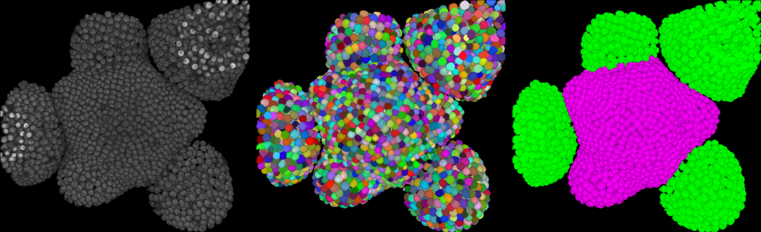 Three-panel image of a shoot apical meristem: raw confocal signal, automated single-cell segmentation, and classification of the segmented meristem into central zone and surrounding organs.